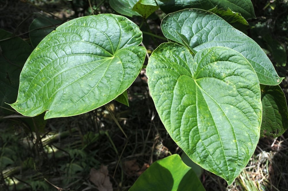 Kawa Kawa planta
