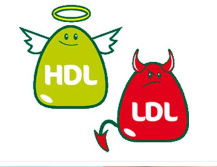 ldl e hdl