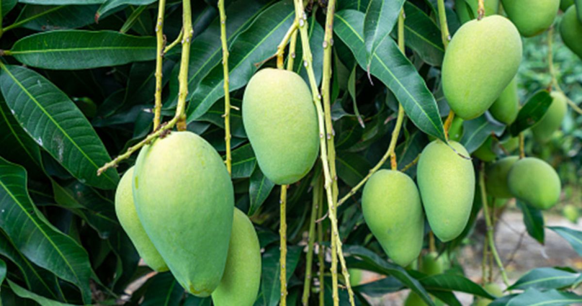Mangueira Espada