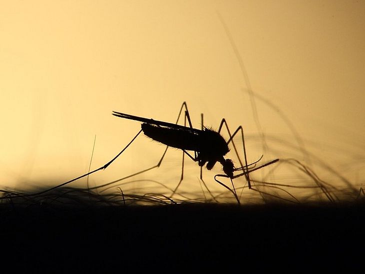 dengue mosquito