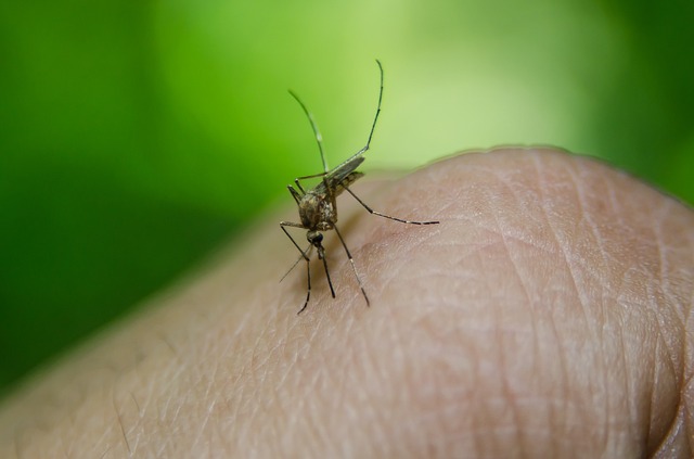 dengue inseto mosquito