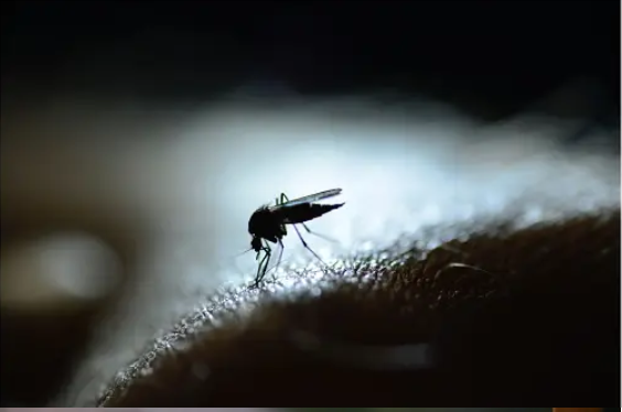 dengue picando