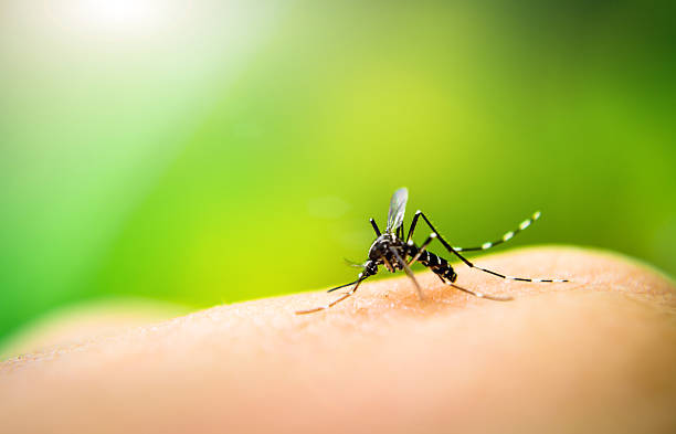 dengue mosquito chupando sangue