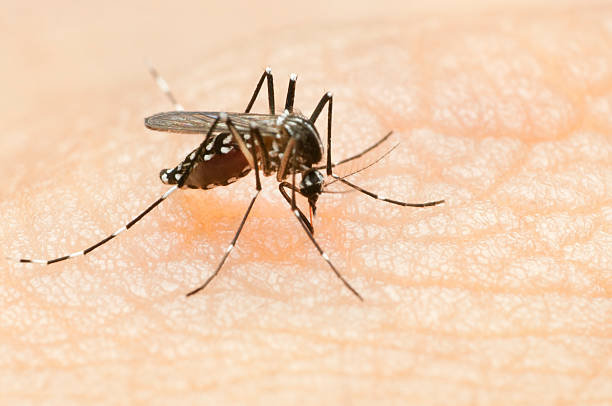 mosquito da dengue teste de dengue