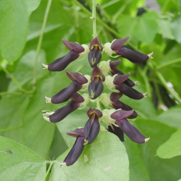 mucuna pruriens planta