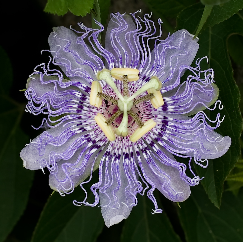 passiflora flor