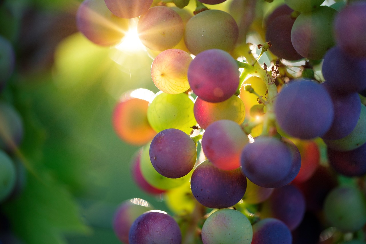 Cacho de uvas frescas sob a luz do sol em um vinhedo.