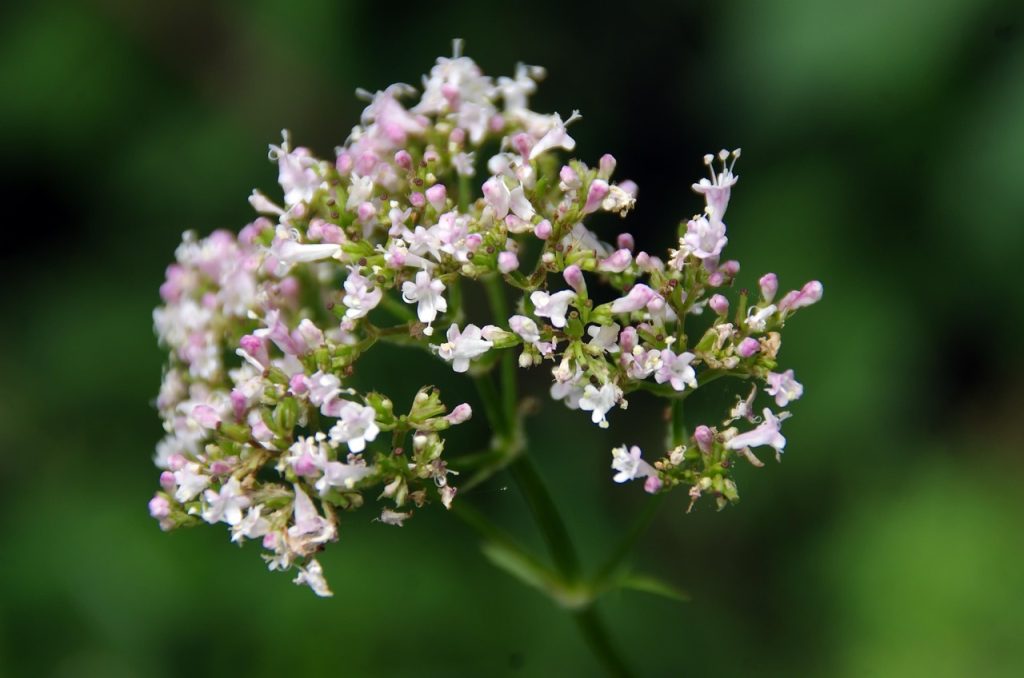Raiz de Valeriana officinalis sobre uma mesa de madeira em ambiente aconchegante