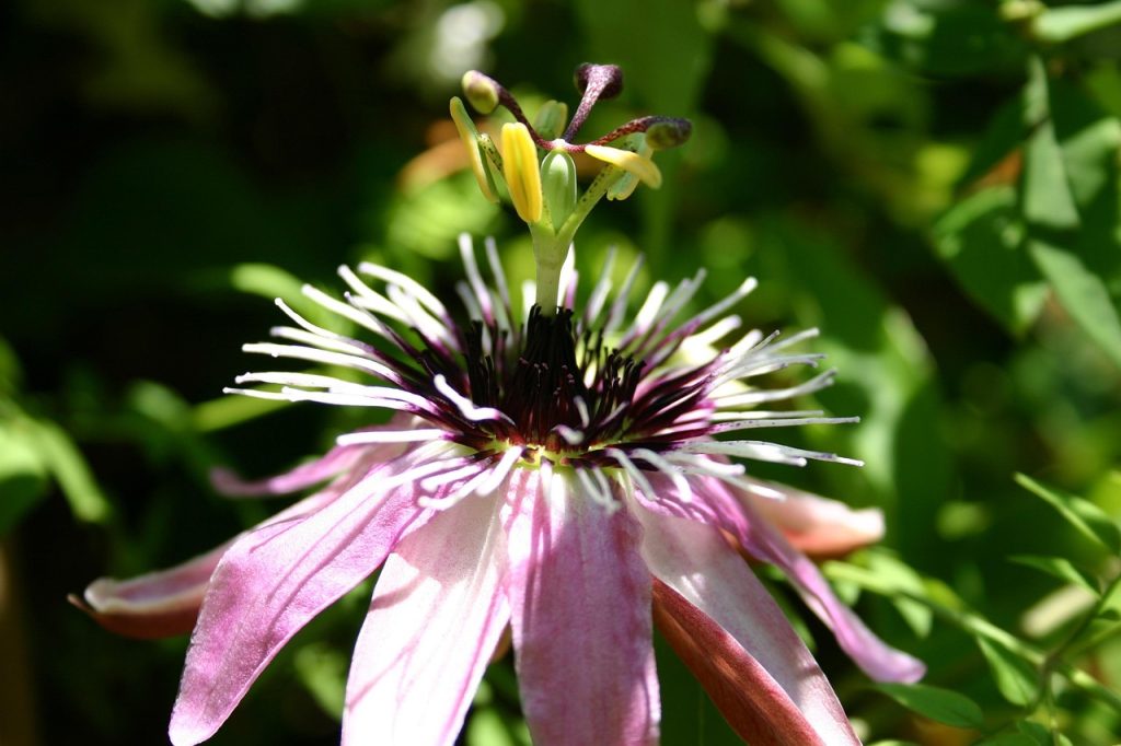 Folhas e flor de Passiflora incarnata em ambiente natural com iluminação suave
