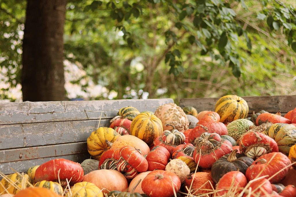Variedade de abóboras coloridas em um carrinho de madeira representando alimentos ricos em polifenóis
