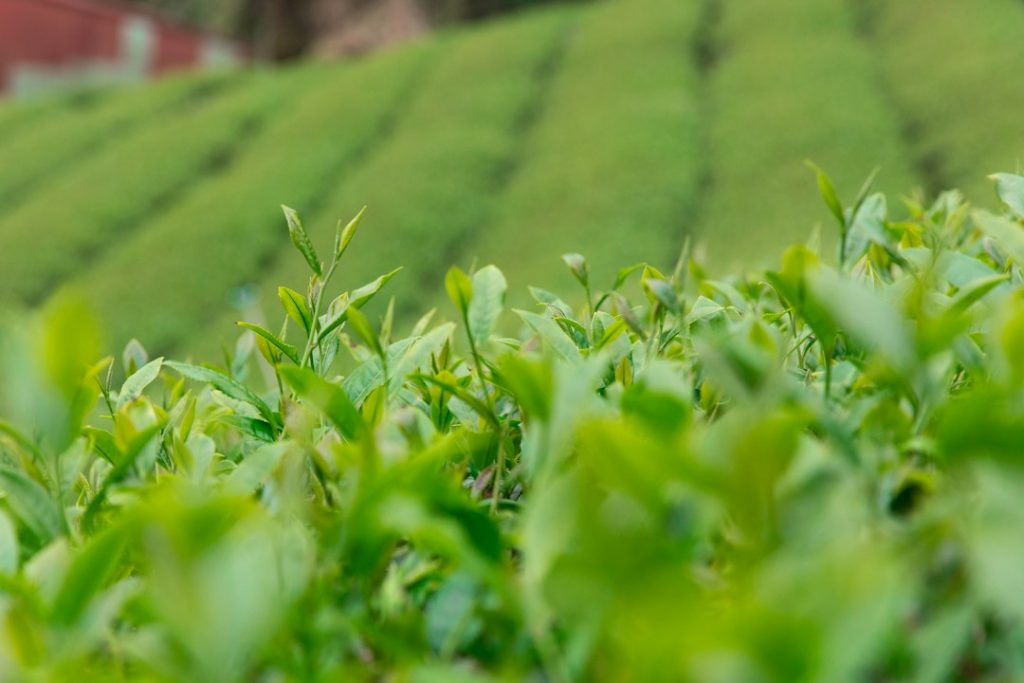 Broto e folhas frescas de chá verde em plantação nas colinas.