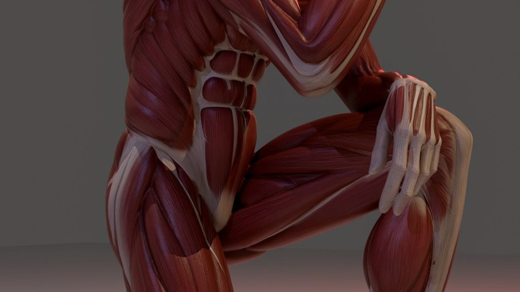 Modelo anatômico 3D detalhado da musculatura humana em pose de agachamento.