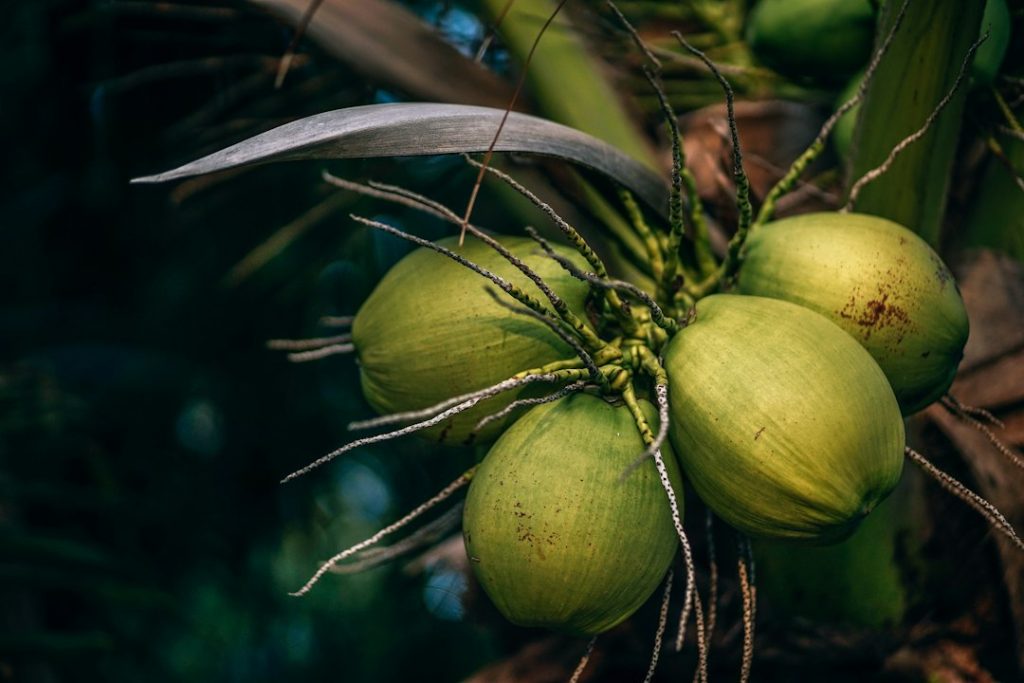 Cacho de cocos verdes em um coqueiro.