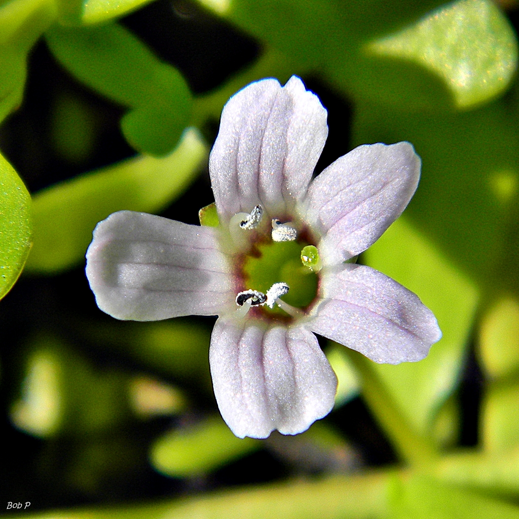 Flor lilás da planta medicinal Bacopa Monnieri em detalhe.