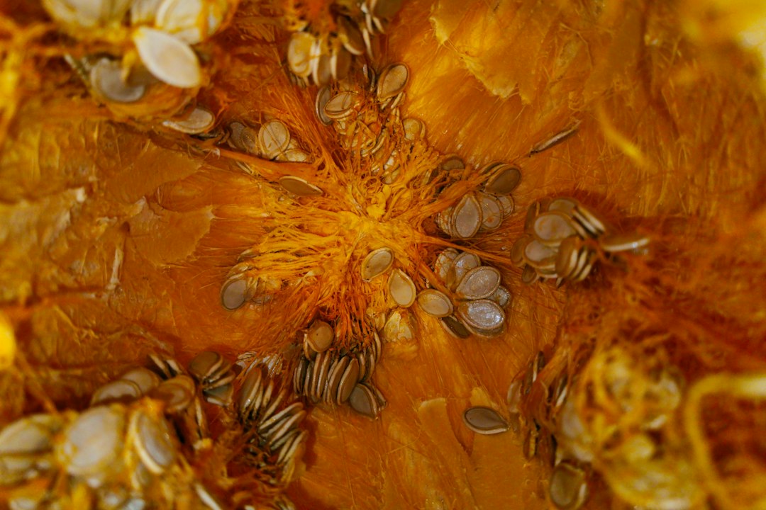 Interior de uma abóbora aberta com polpa alaranjada e sementes.