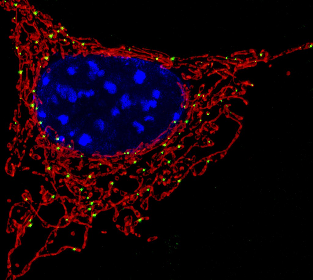 Microscopia mostrando mitocôndrias celulares em vermelho e azul, onde a coenzima Q10 atua.