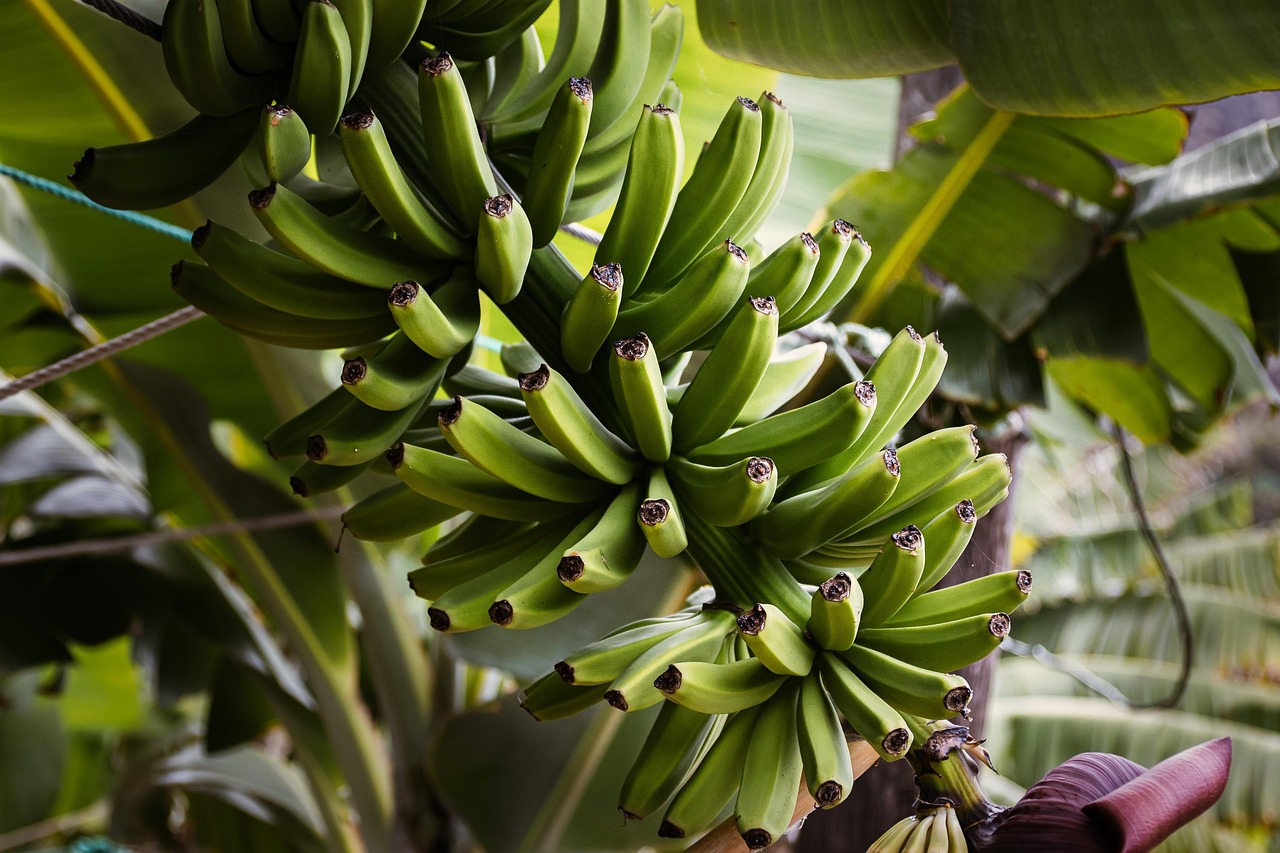 Cacho de bananas verdes pendurado na bananeira, rica fonte de amido resistente.