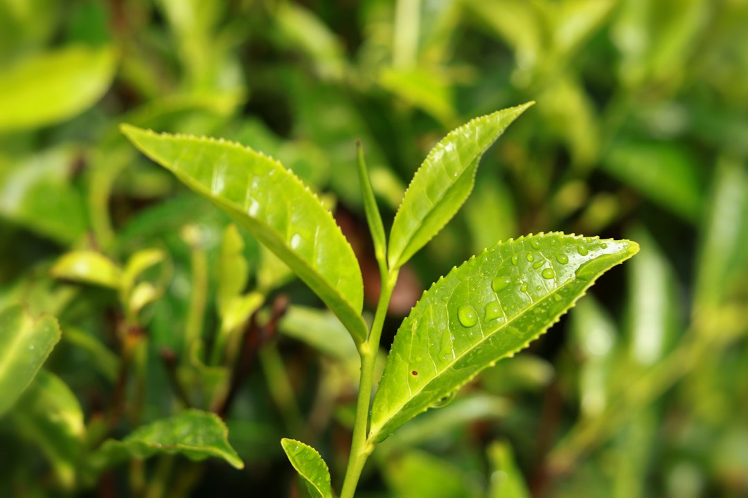 Folhas frescas de chá verde com gotas de orvalho em close